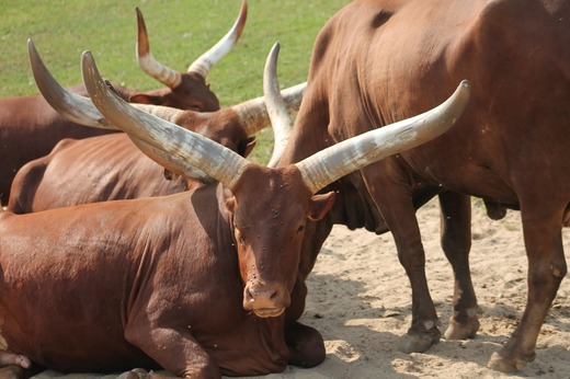 ZOO Dvůr Králové